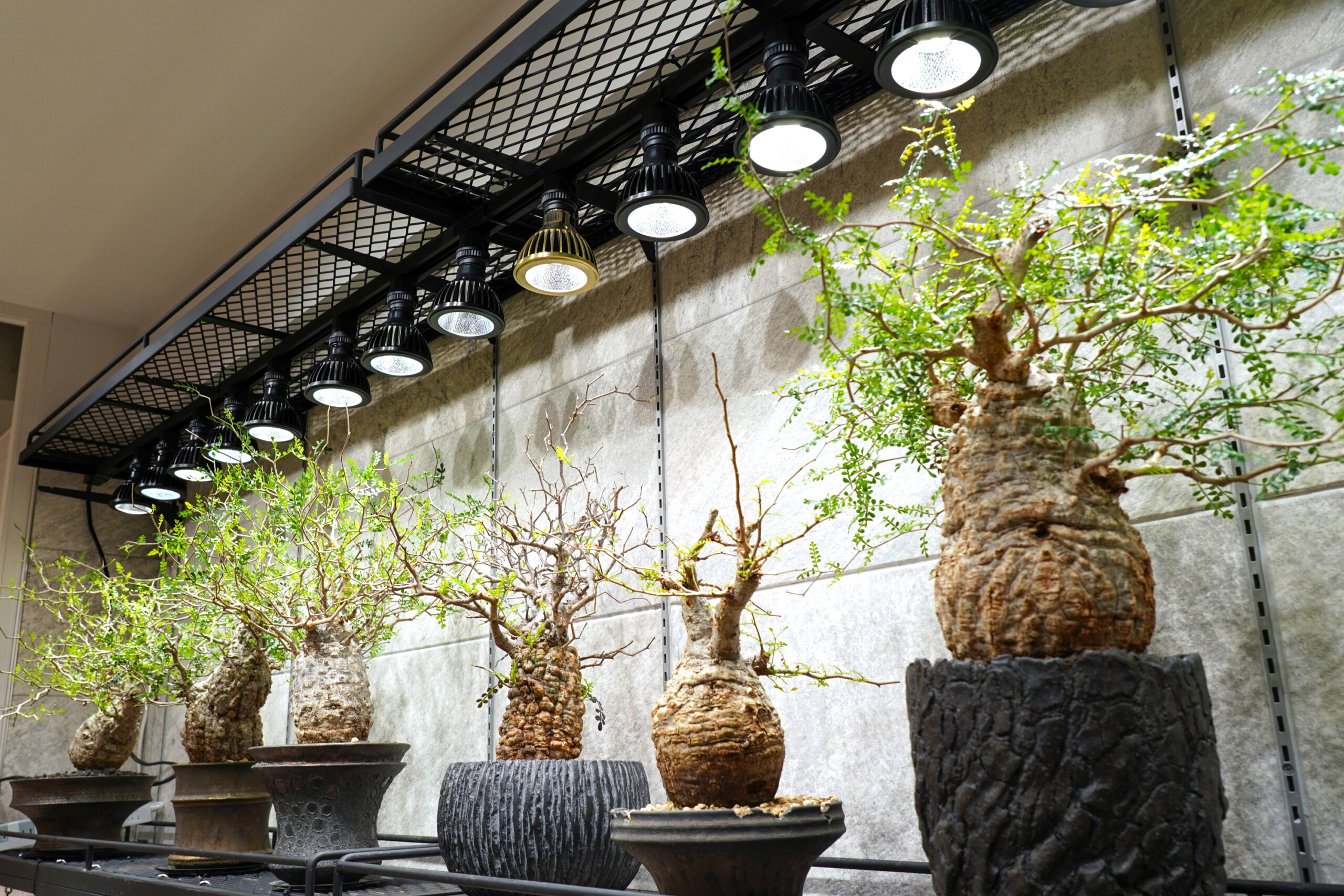 BARREL社内の塊根植物
